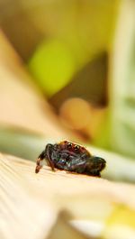 Close-up of insect on wood