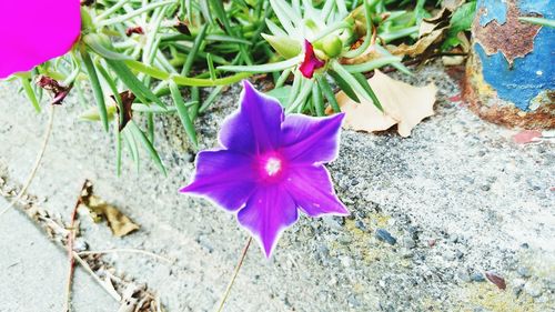 Close-up of flower blooming outdoors