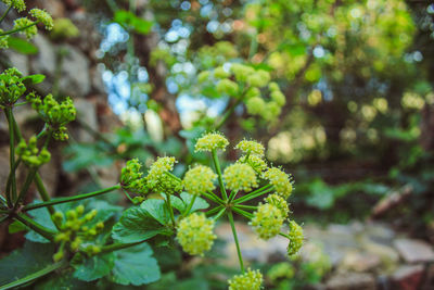 Close-up of flowering plant