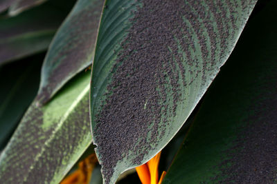 Close-up of wet plant