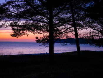 Silhouette tree on beach against sky during sunset