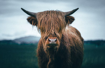 Portrait of a cow on field