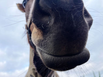 Close-up of a horse