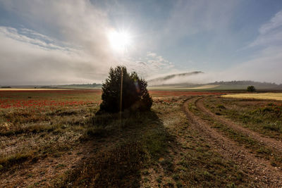 Scenic view of agricultural field against sky