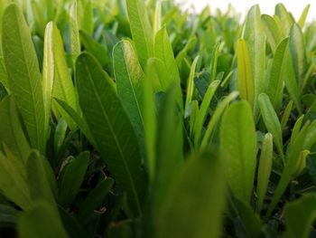 Close-up of fresh green plants