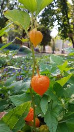 Close-up of orange growing on tree