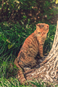 Portrait of cat sitting on field