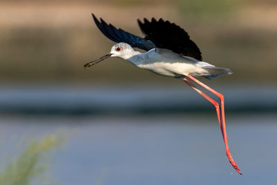 Close-up of bird flying