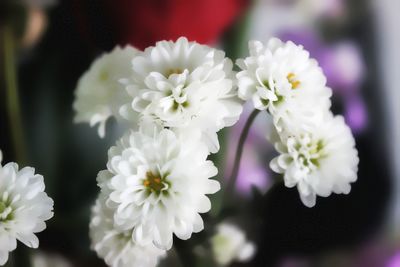 Close-up of white flowering plant