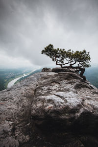 Tree on rock by sea against sky