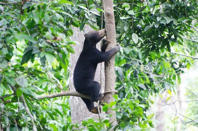 View of an animal on tree