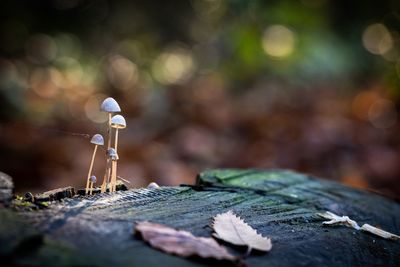 Close-up of mushroom growing on tree stump