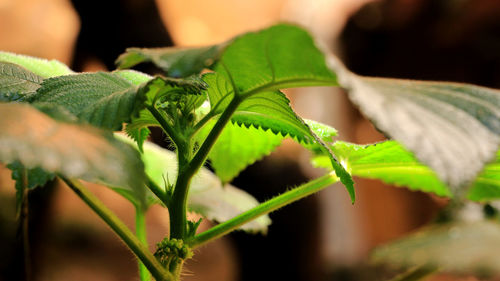 Close-up of green leaves on plant