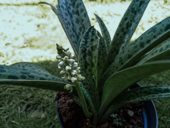 Close-up of succulent plant