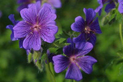 Close-up of purple flowers