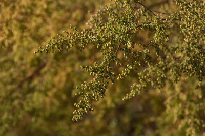 Close-up of plant on sunny day