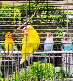 Bird perching in cage