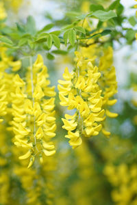 Close-up of yellow flowering plant on field