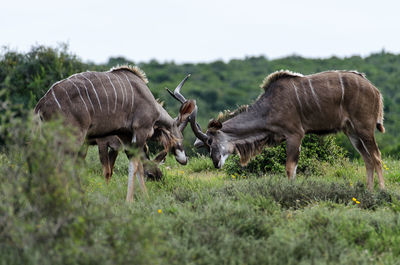 Horses grazing on field against sky