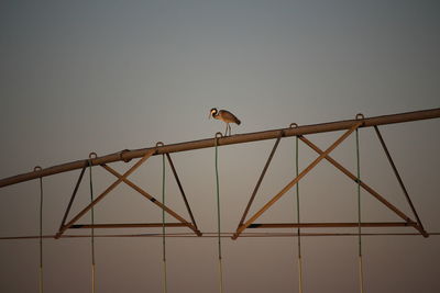 Silhouette birds perching on power lines against clear sky