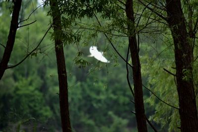 Bird flying over trees in forest