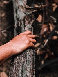 Close-up of hand on tree trunk