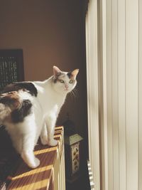 Cat sitting on floor