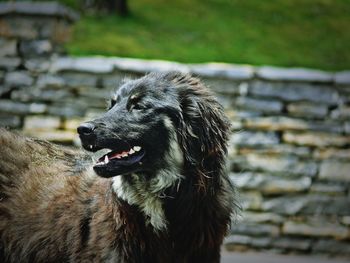 Close-up of dog