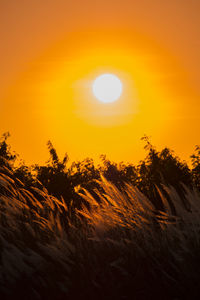 Silhouette trees on landscape against orange sky