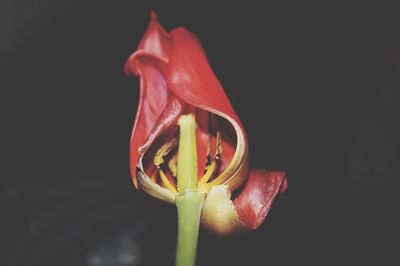 Close-up of red flower over black background