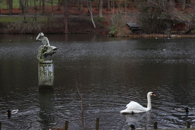 View of swans swimming in lake