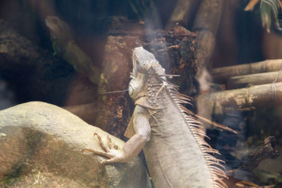 Close-up of lizard on rock