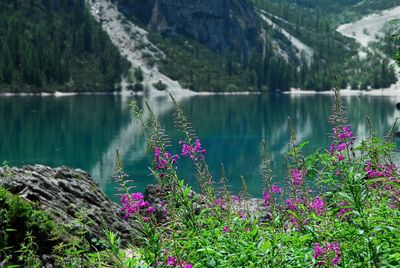 Pink flowering plants by lake against mountains