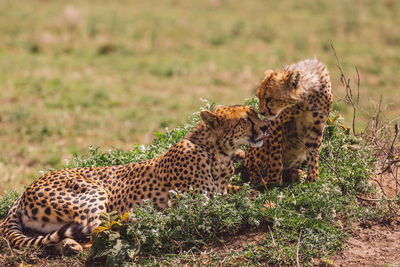 Cheetah and cub standing on a field