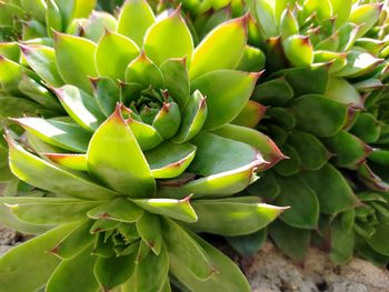 Close-up of succulent plant