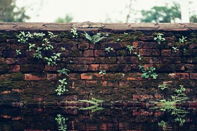 Close-up of ivy on wall