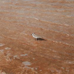 High angle view of bird perching on beach