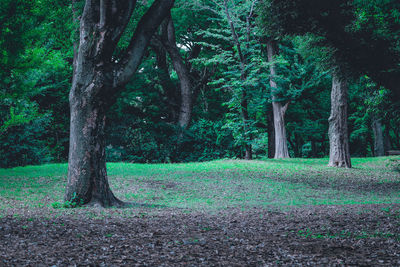 Trees in forest