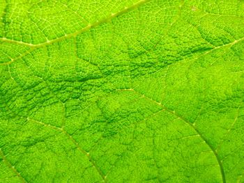 Macro shot of leaf