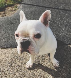 High angle view of dog standing outdoors