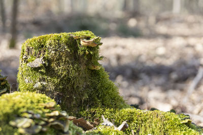 Close-up of moss growing on tree trunk