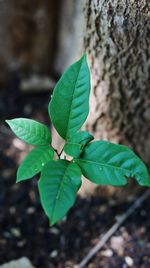 Close-up of green leaves on tree trunk