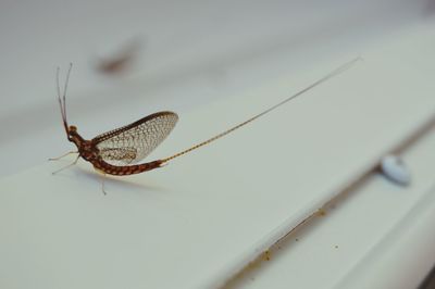 Close-up of dragonfly