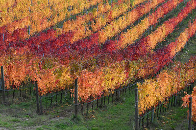 Scenic view of vineyard during autumn