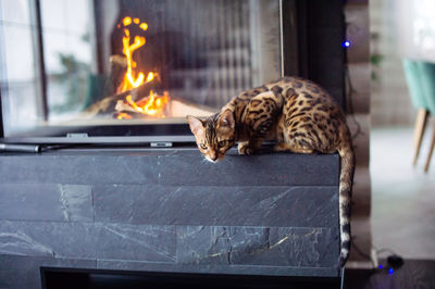 A bengal cat lies near the fireplace with a fire and looks down attentively