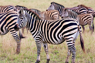 Zebra. Zebra in