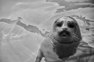 Close-up of turtle swimming in sea