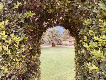 Trees in park during autumn