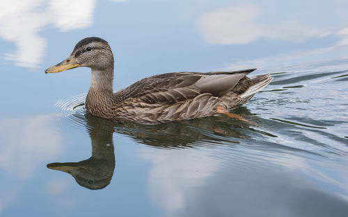 Side view of a duck swimming in lake