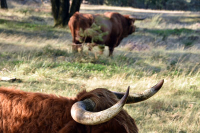 Bisons in a field